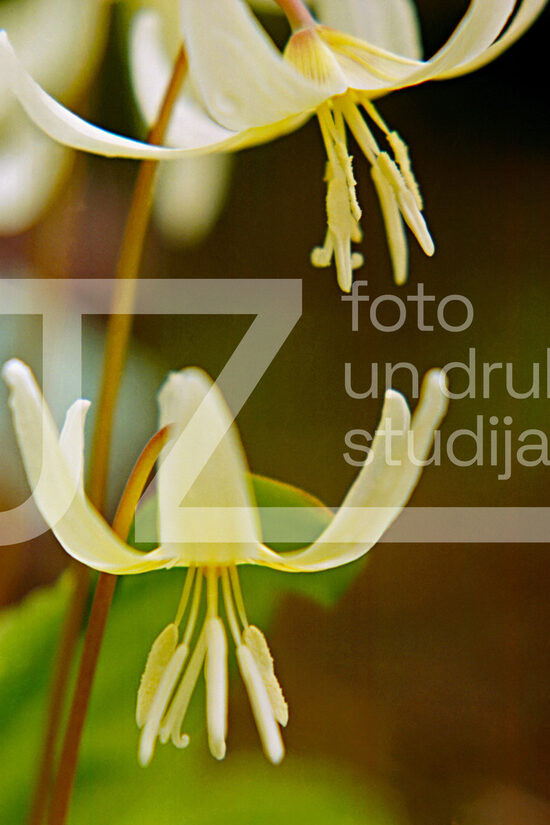 Fotogrāfijas "Ziedi un citi"