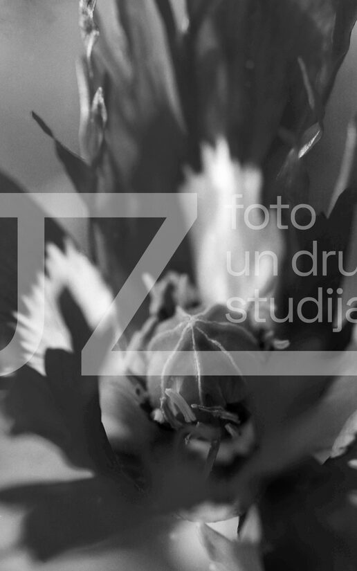 Fotogrāfijas "Ziedi un citi"