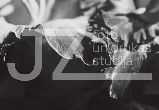 Fotogrāfijas "Ziedi un citi"