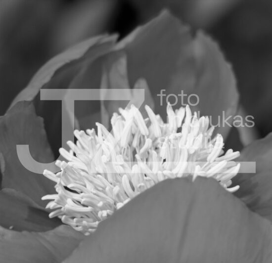 Fotogrāfijas "Ziedi un citi"