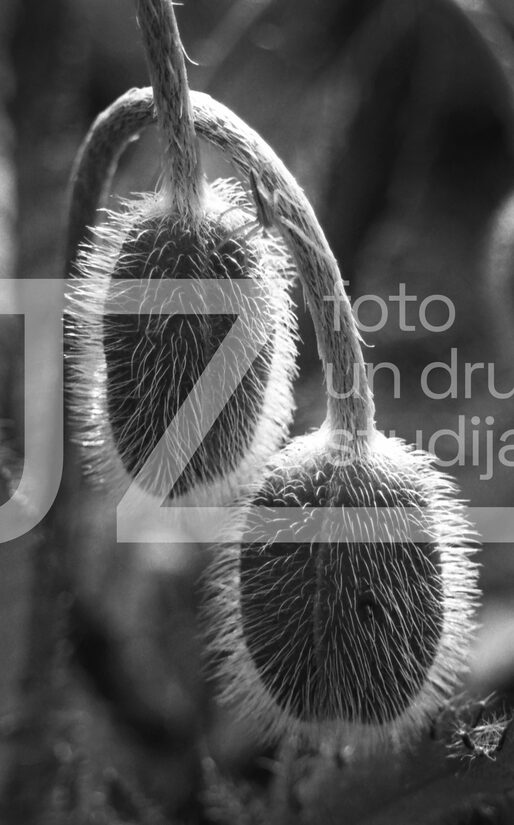 Fotogrāfijas "Ziedi un citi"