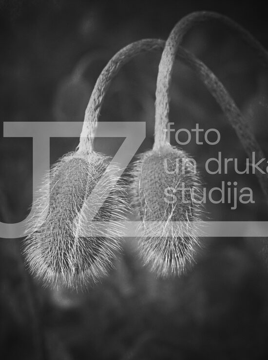 Fotogrāfijas "Ziedi un citi"