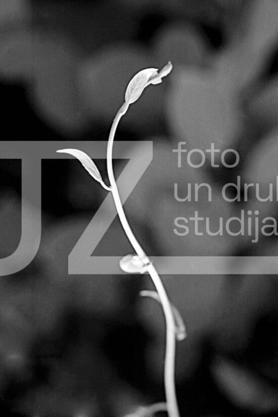 Fotogrāfijas "Ziedi un citi"