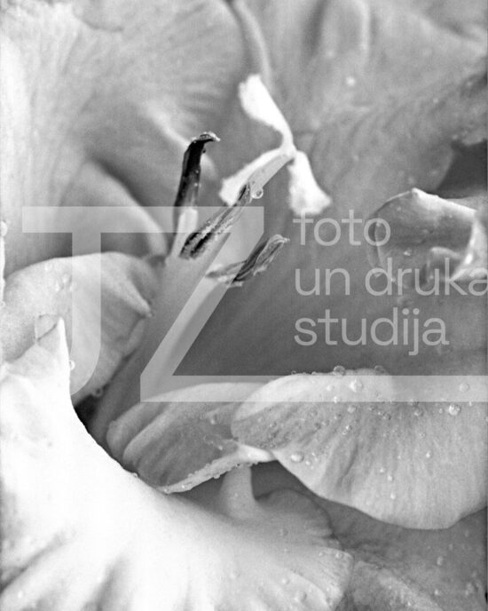 Fotogrāfijas "Ziedi un citi"