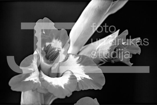 Fotogrāfijas "Ziedi un citi"