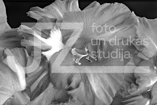 Fotogrāfijas "Ziedi un citi"