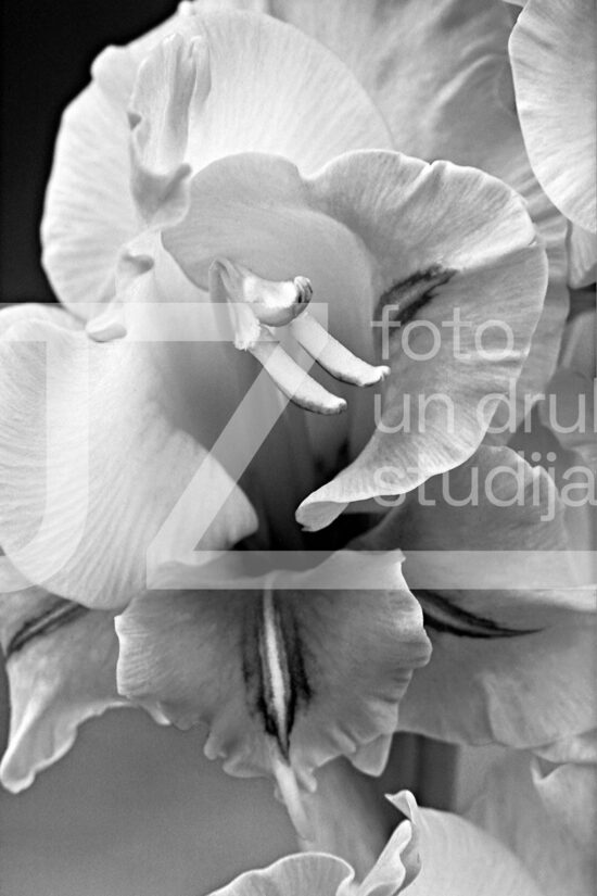 Fotogrāfijas "Ziedi un citi"