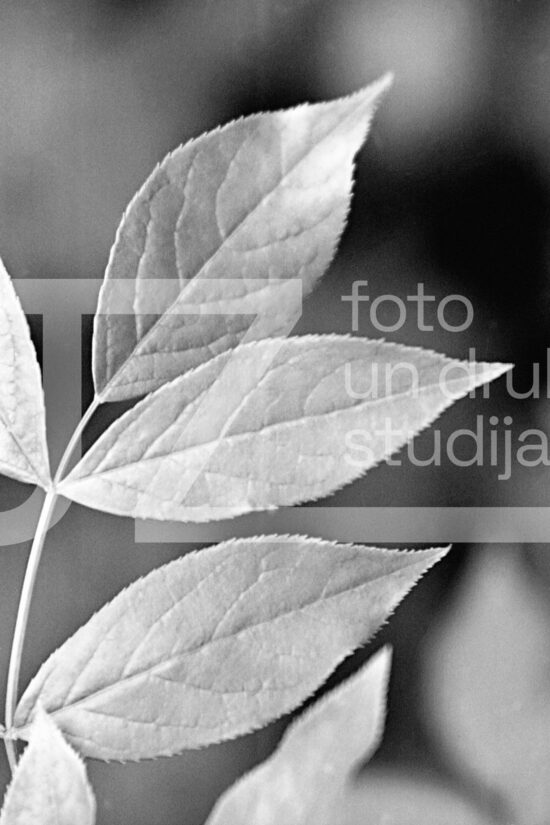 Fotogrāfijas "Ziedi un citi"