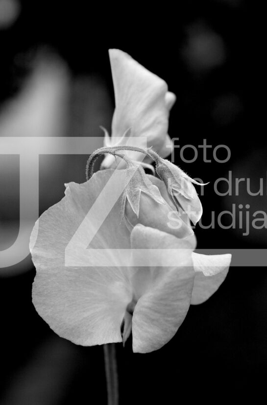 Fotogrāfijas "Ziedi un citi"