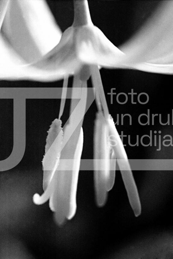Fotogrāfijas "Ziedi un citi"