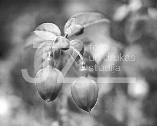 Fotogrāfijas "Ziedi un citi"