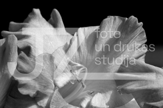 Fotogrāfijas "Ziedi un citi"