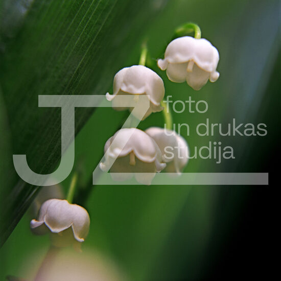 Fotogrāfijas "Ziedi un citi"