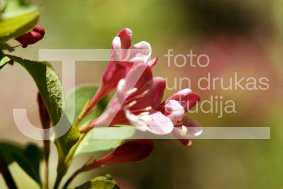 Fotogrāfijas "Ziedi un citi"