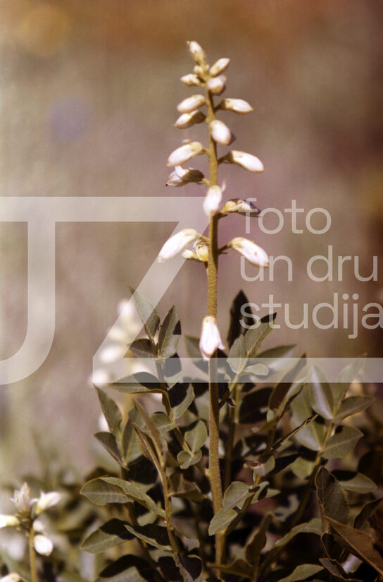 Fotogrāfijas "Ziedi un citi"