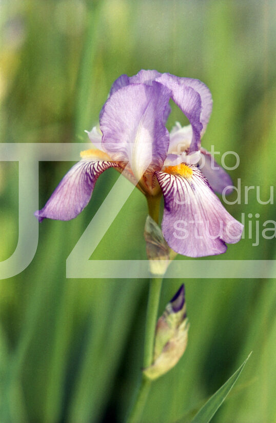Fotogrāfijas "Ziedi un citi"