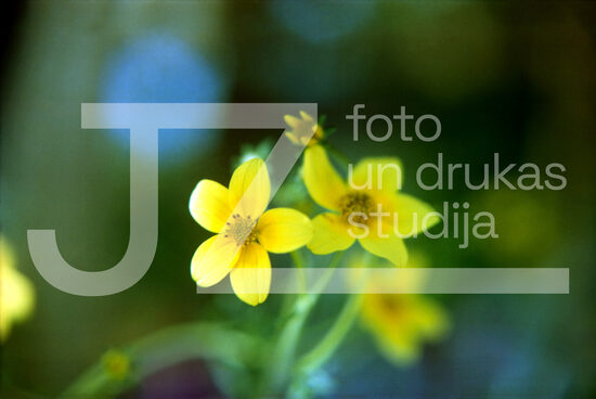 Fotogrāfijas "Ziedi un citi"
