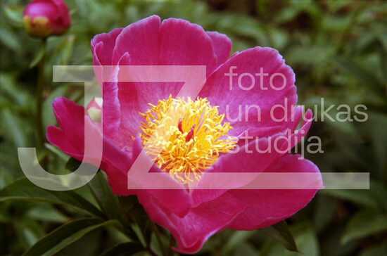Fotogrāfijas "Ziedi un citi"