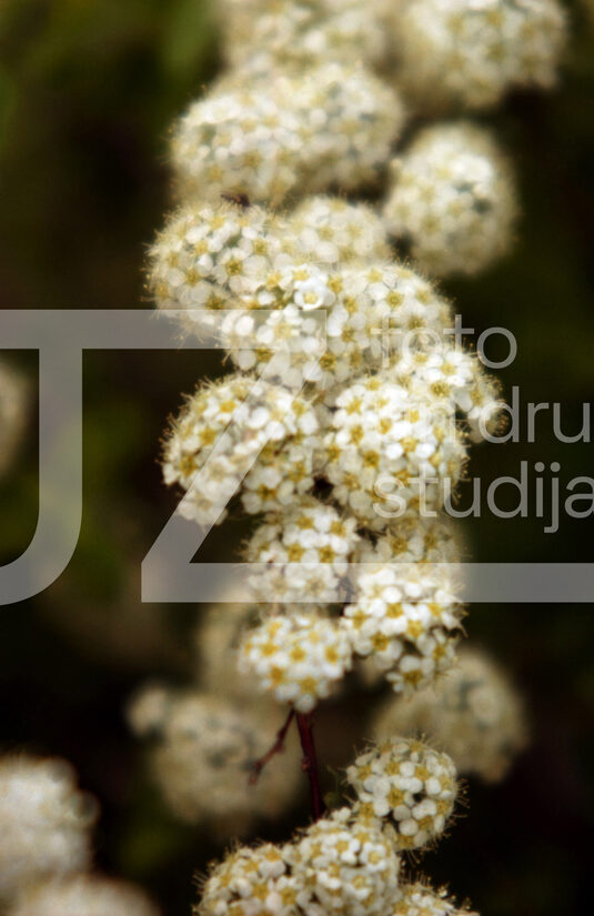 Fotogrāfijas "Ziedi un citi"