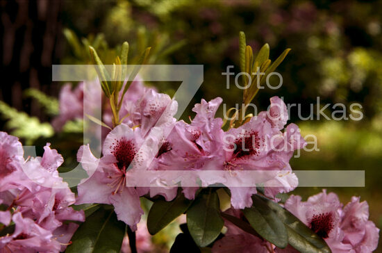 Fotogrāfijas "Ziedi un citi"