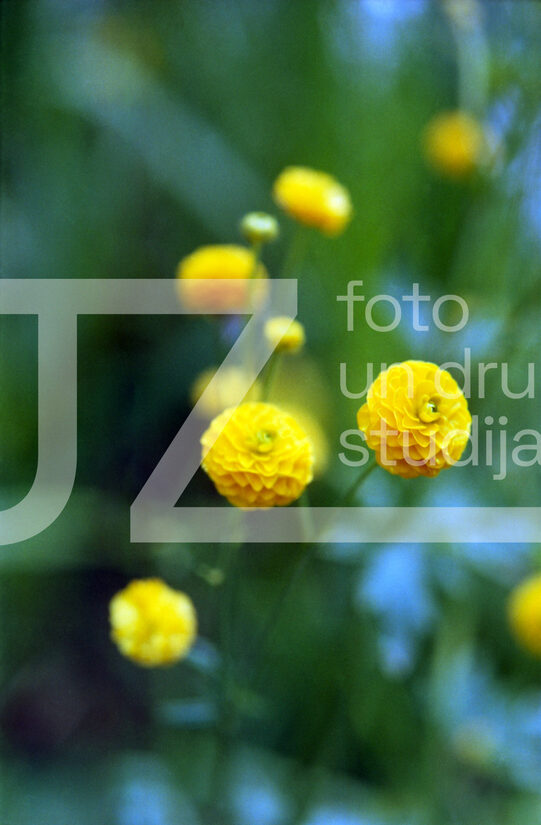 Fotogrāfijas "Ziedi un citi"