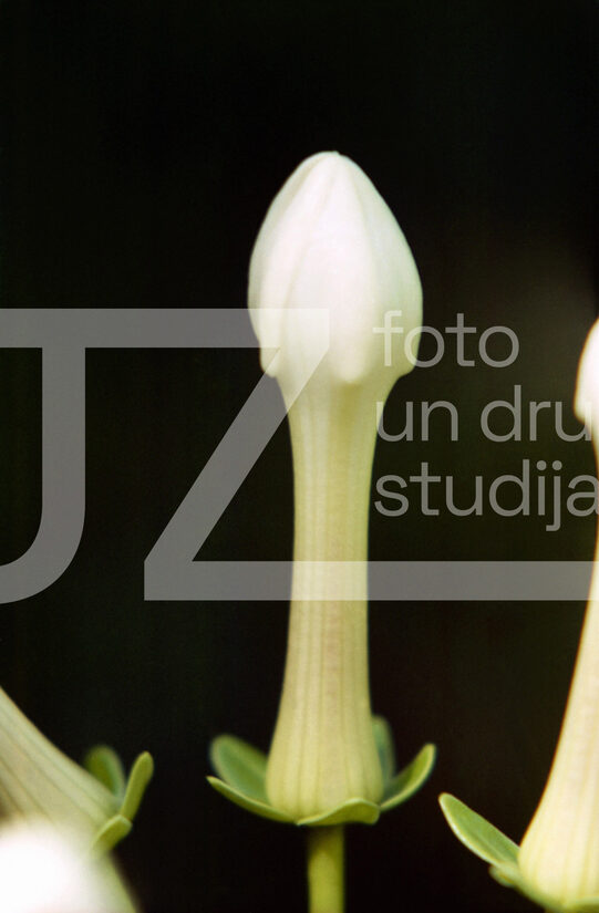 Fotogrāfijas "Ziedi un citi"