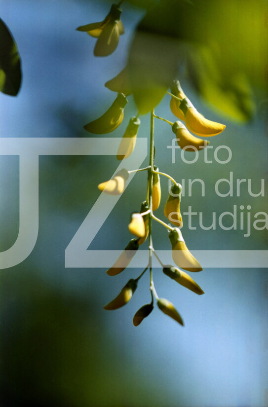 Fotogrāfijas "Ziedi un citi"