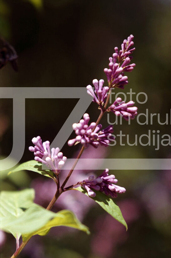 Fotogrāfijas "Ziedi un citi"