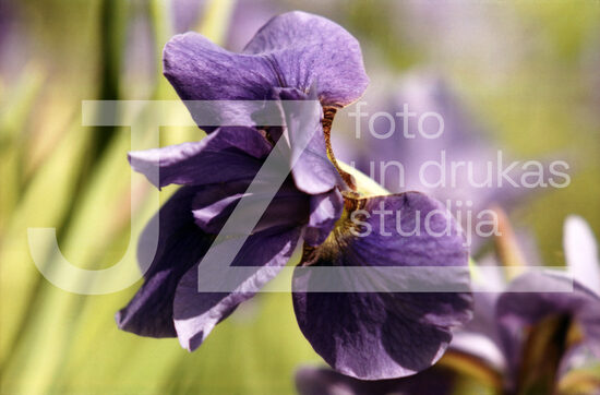 Fotogrāfijas "Ziedi un citi"