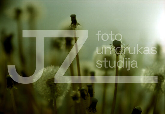 Fotogrāfijas "Ziedi un citi"