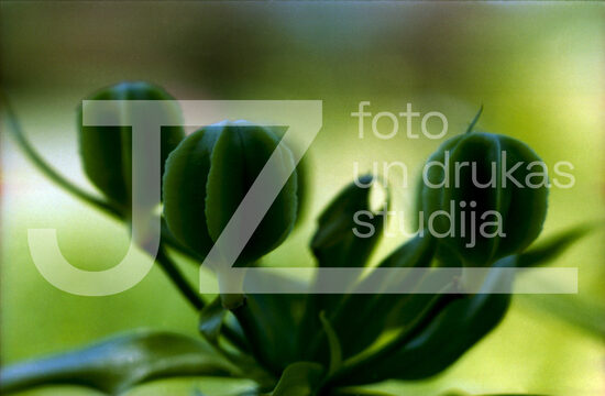 Fotogrāfijas "Ziedi un citi"