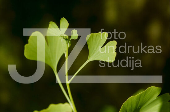 Fotogrāfijas "Ziedi un citi"
