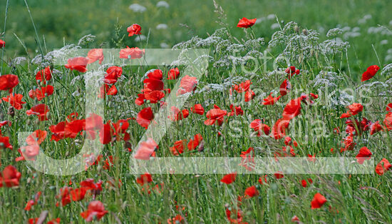 Fotogrāfijas "Ziedi un citi"
