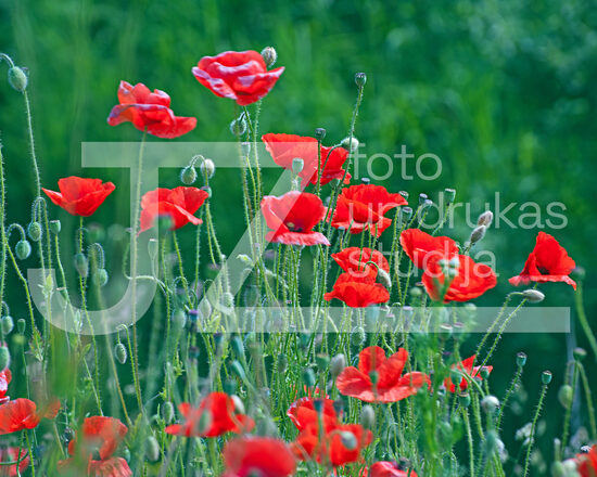 Fotogrāfijas "Ziedi un citi"