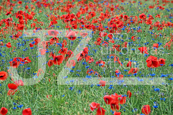 Fotogrāfijas "Ziedi un citi"