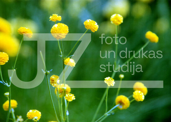 Fotogrāfijas "Ziedi un citi"