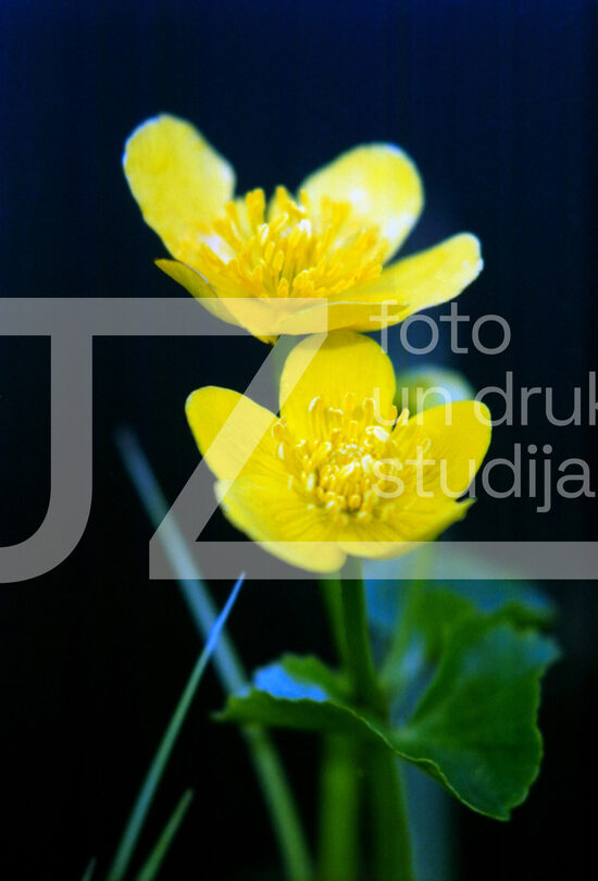 Fotogrāfijas "Ziedi un citi"