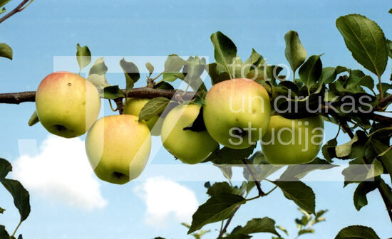 Fotogrāfijas "Ziedi un citi"