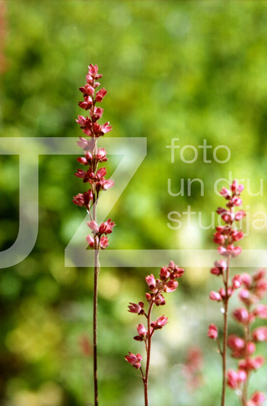 Fotogrāfijas "Ziedi un citi"
