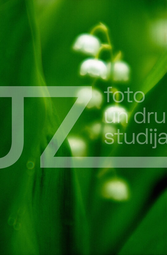 Fotogrāfijas "Ziedi un citi"