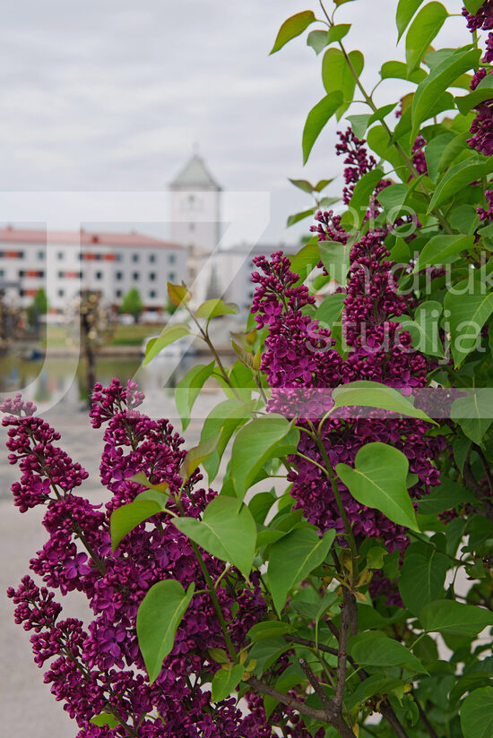 Jelgavas foto