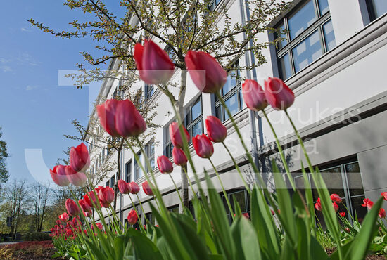 Jelgavas foto